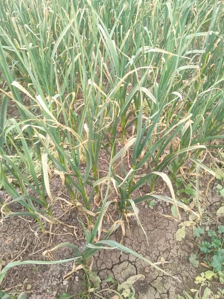 التوم ده عمر 132 يوم نسبة النشفان ف الاطراف والساق زادت اوي اي الحل